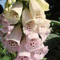 Digitalis fleur